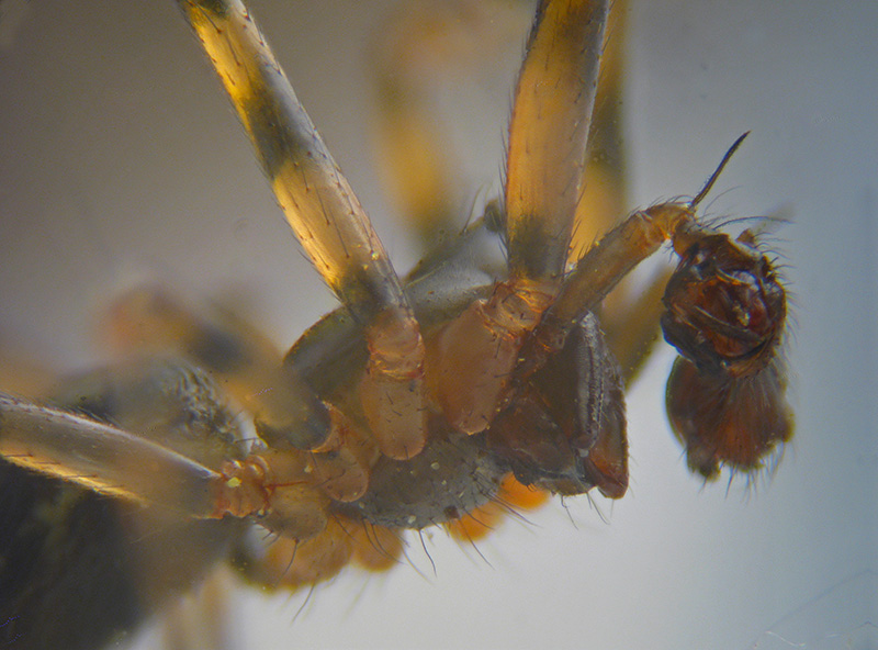 Lepthyphantes cfr. minutus - Sumirago (VA)